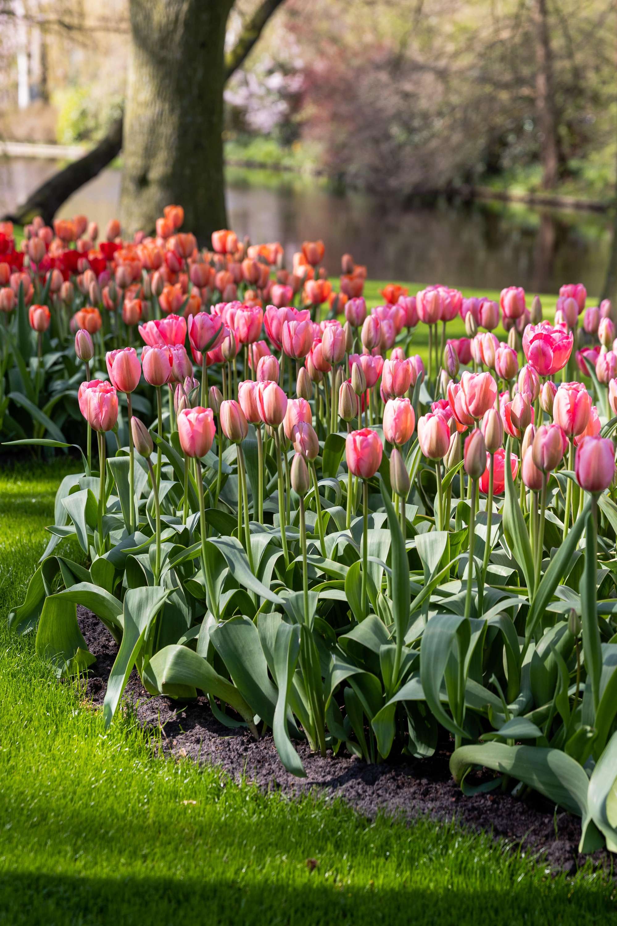 Tulpe 'Design Impression'